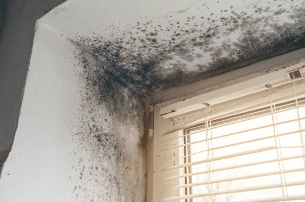 Affordable Mold Cleanup solutions in Forest Hill, TX
