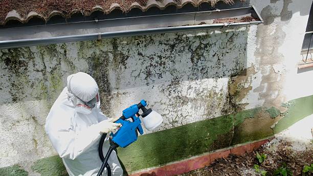 Top rated local Mold Cleanup specialists in Forest Hill, TX